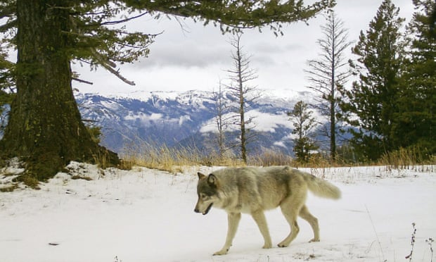 A wolf from the Snake River Pack passes in eastern Wallowa County, Oregon in 2014. 