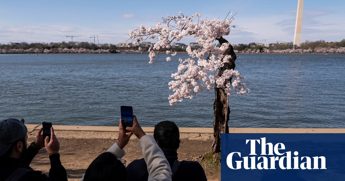 Stumpy the cherry blossom on chopping block as DC to remove trees | Washington DC
