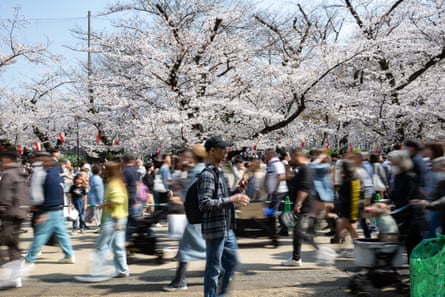 People walk and take photographs beneath cherry blossom trees in full bloom at Ueno Park in Tokyo.