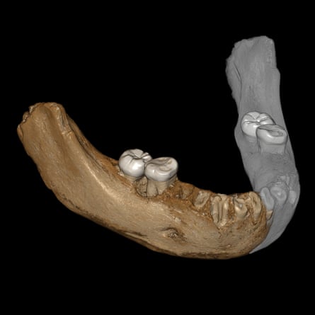 Ancient hominid bone serves up DNA stunner