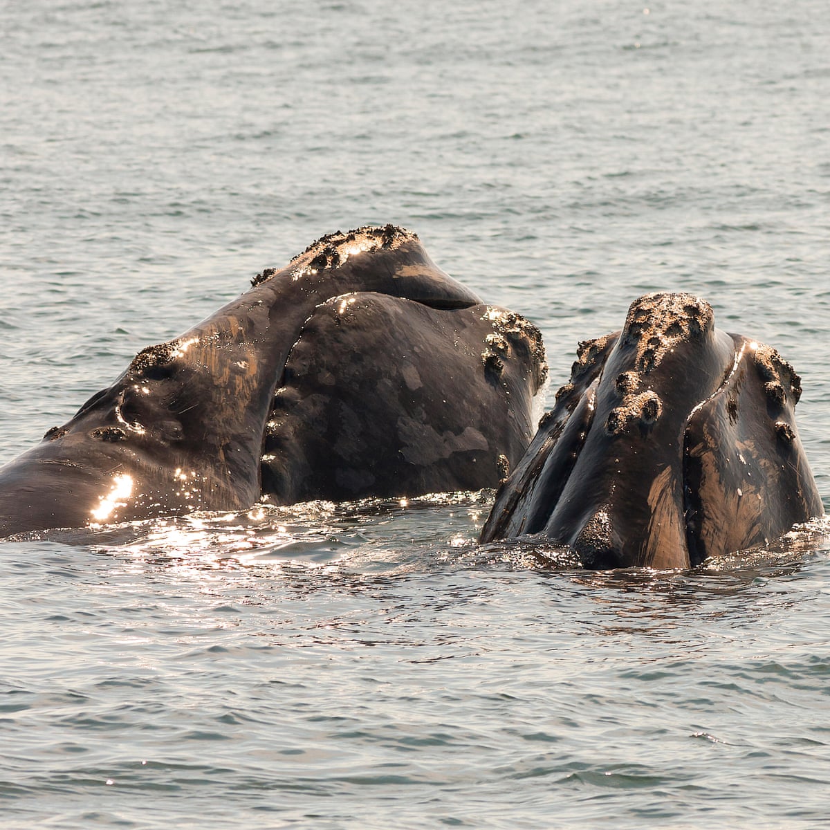 romans had whaling industry