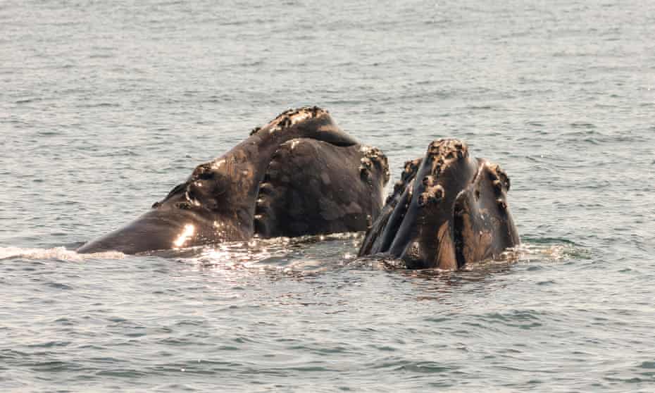 North Atlantic right whales, off Grand Manan Island in Canada.