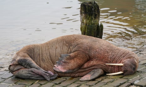 Thor the walrus in Scarborough.