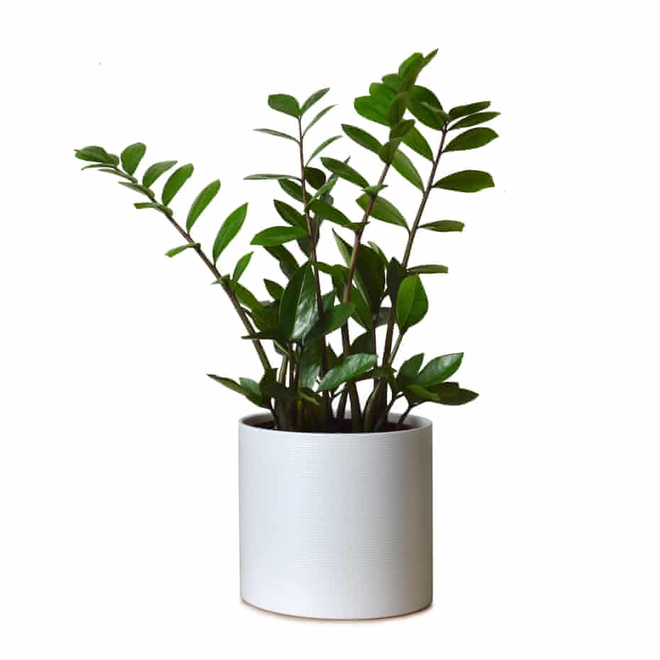 Zamioculcas zamiifolia plant in pot