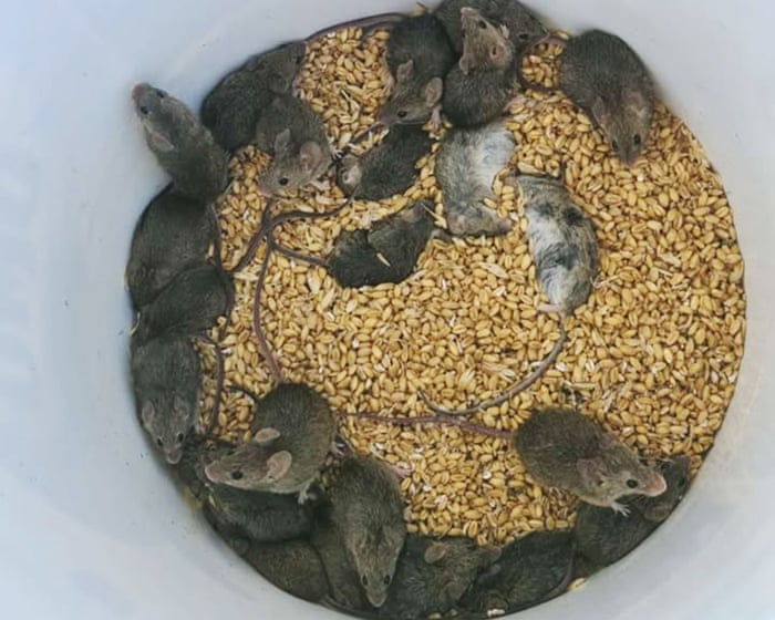 Mice in walls, food stores, even beds – Australia’s mouse plague is driving some towns to desperation