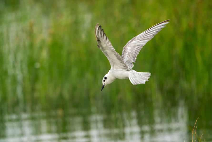 A whiskered tern