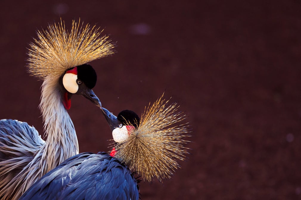 The Week in Wildlife. 3543