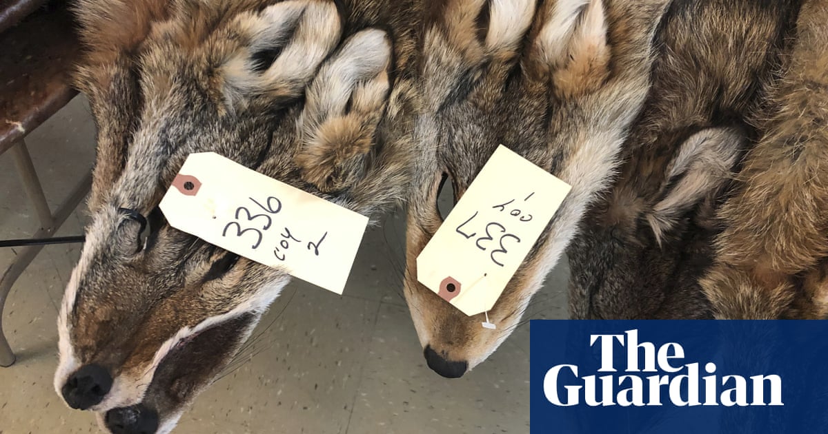 Coyote fur is a booming fashion trend. But is it ethical? | Fashion | The  Guardian