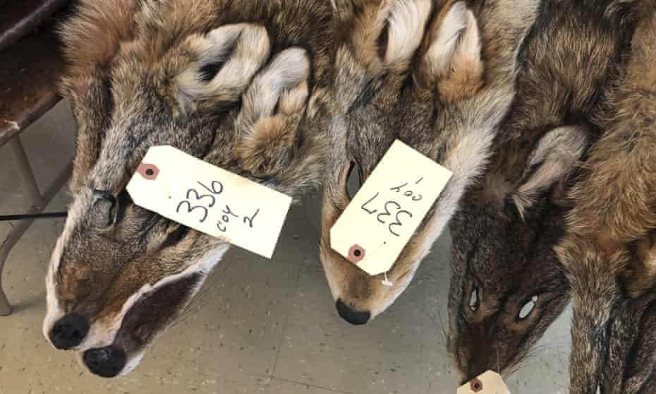 Coyote fur is a booming fashion trend. But is it ethical? | Fashion