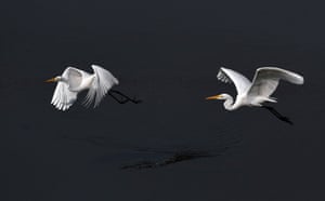 Egrets fly before taking position for fishing in a waterhole in Barpeta district of Assam, India