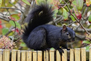 A black squirrel in Pacific Grove, California