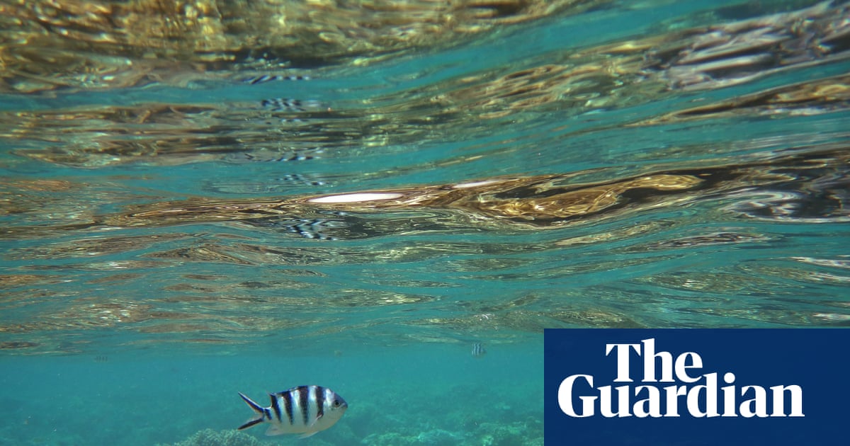 Marine wildlife fleeing to poles due to global heating as Australian oceans face ‘uncharted’ future