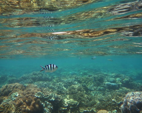 A striped fish swims above the Great Barrier Reef.