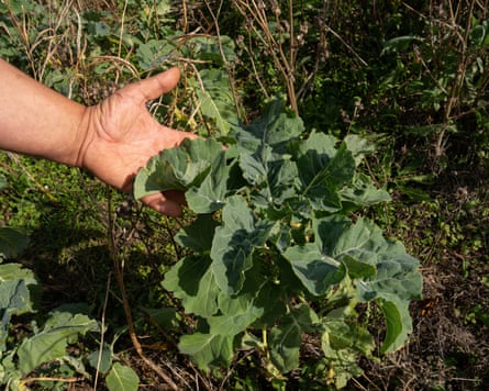 Kale growing in the ground
