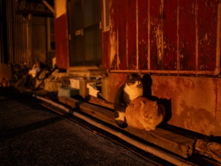 Cats basking in the morning sunshine.
