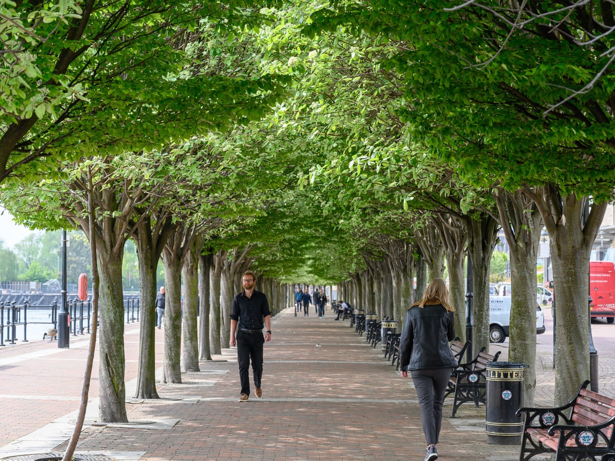 Tree monitoring kota - taharica