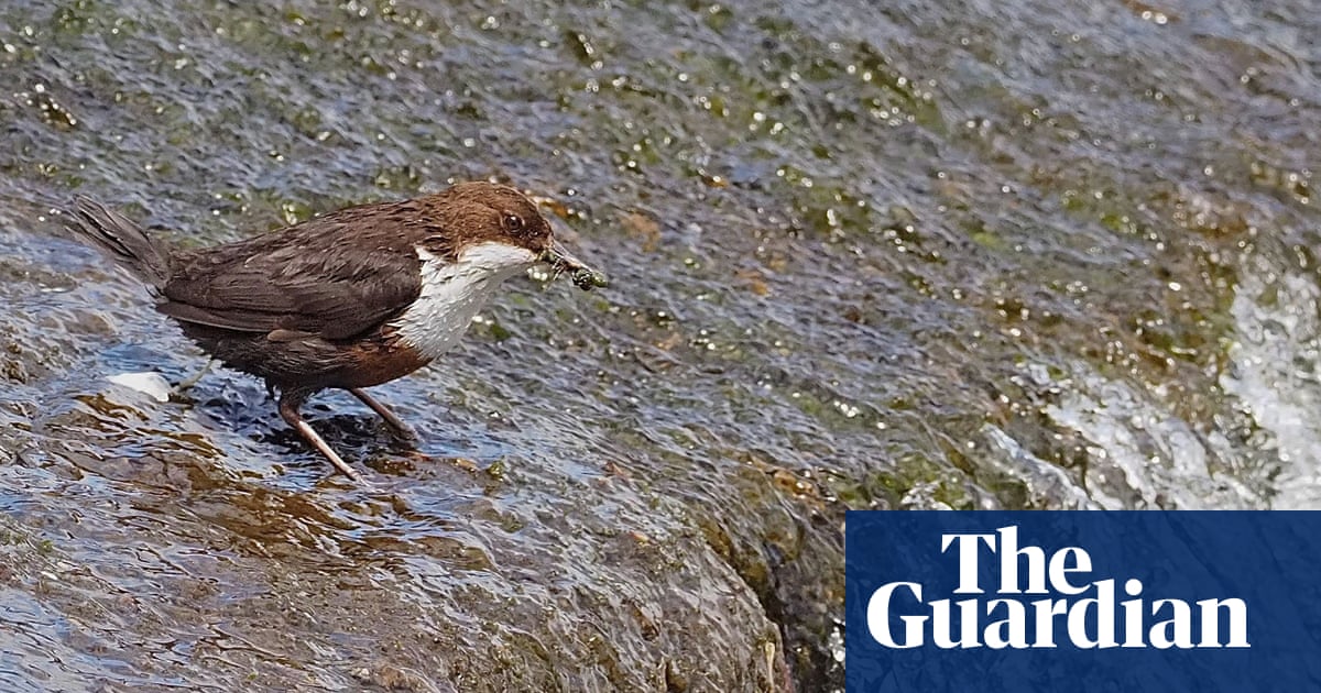 Bird Nesting on Riverbanks: Essential Tips for Conservation Success