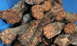 The Banisteriopsis caapi vine, the key ingredient to ayahuasca, known by numerous different names throughout the Amazon.