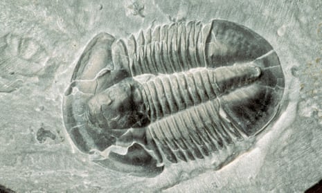 Trilobite fossil.