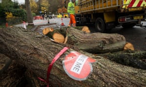 A tree cut down