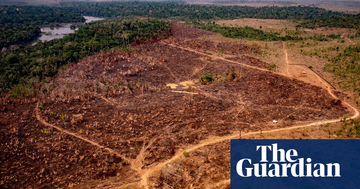 Amazon deforestation is driven by criminal networks, report finds