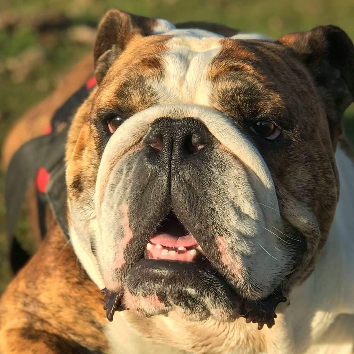 I've lost my best mate': the owners forced to give up their ...
