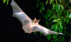 ‘Chances are he will spend the rest of his life alone’ … a greater mouse-eared bat.