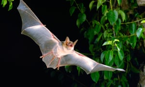 A greater mouse-eared bat