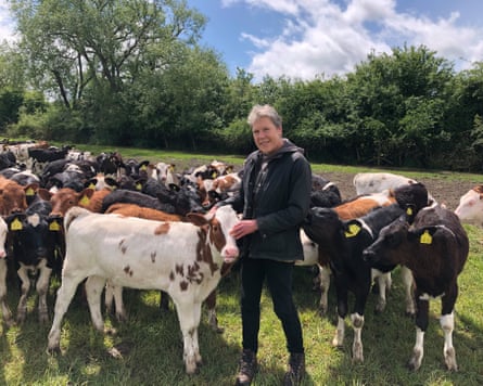 Helen surrounded by calves