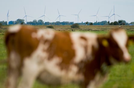 A wind farm and a cow in Schleswig-Holstein, Germany.