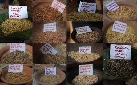 Some of the heirloom varieties of rice on offer. Many of the strains have useful qualities, such as being more resistant to drought or flooding.