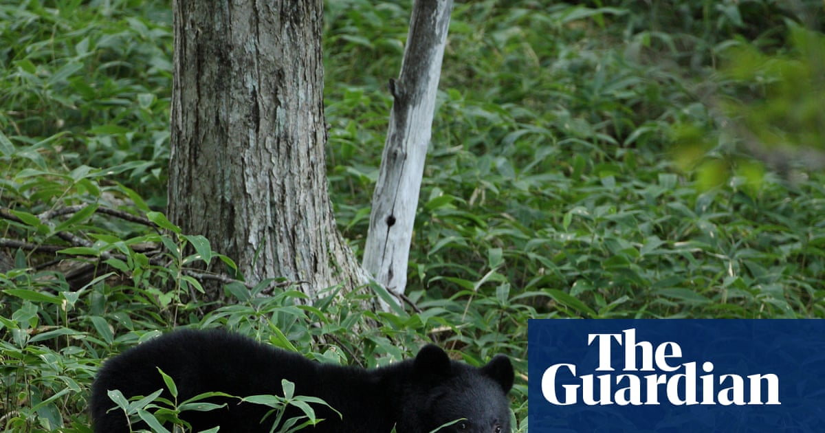 Japanese city shuts down nearly 100 schools after unprecedented bear sighting