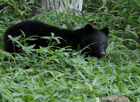 Japan officials hunt bear that raided couple’s fridge amid string of break-ins Japan officials hunt bear that raided couple’s fridge amid string of break-ins