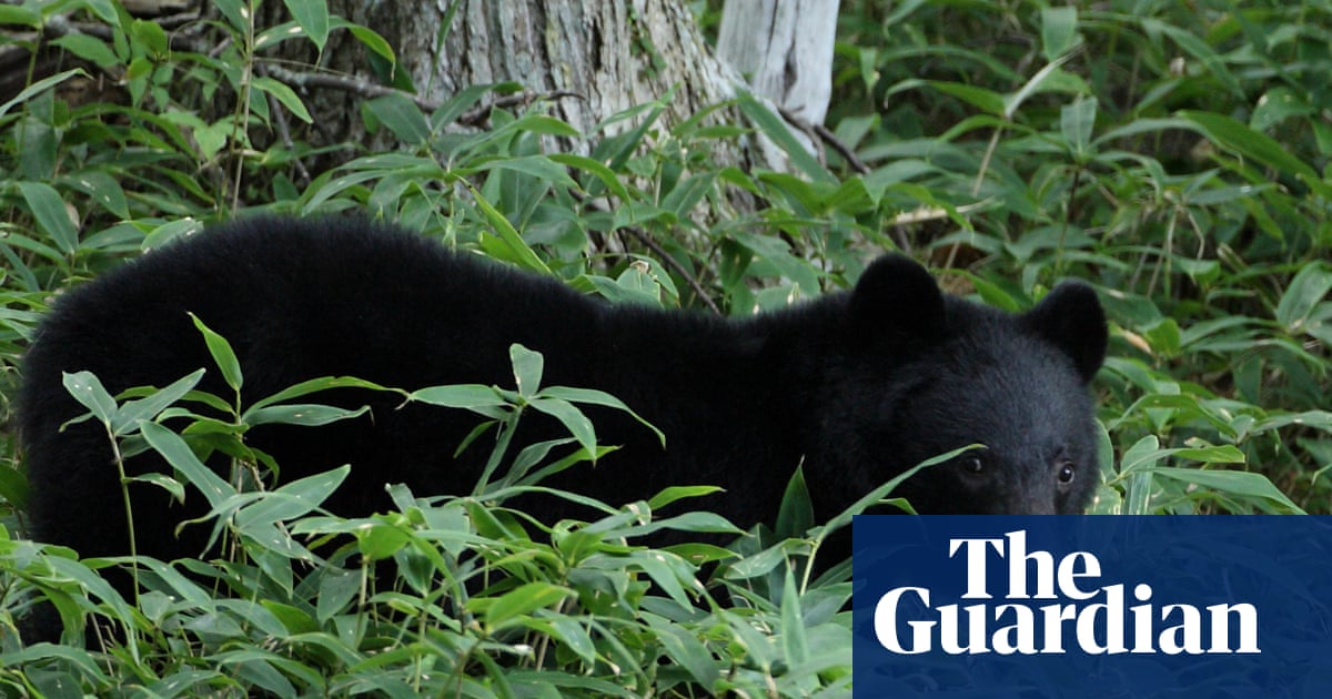 Japan officials hunt bear that raided couple’s fridge amid string of break-ins