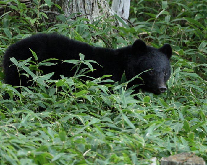 Japan officials hunt bear that raided couple’s fridge amid string of break-ins
