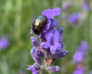 London, UK ‘An exquisite rosemary beetle on my neighbour’s lavender. The colours, the light and the subject all scream summer in the countryside, yet we live in north London.’
