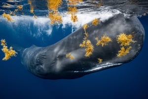 A sperm whale and sargassum weed, Roseau, Dominica. Nominee: Adventure Photographer of the Year