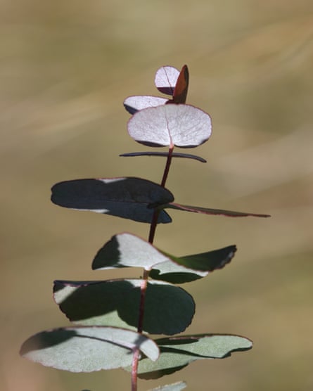 Morrisby’s gum with purplish-green circular leaves