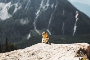 Taken whilst hiking on my neighbourhood mountain. This chipmunk had the best spot Photograph: Hamish Kale/GuardianWitness