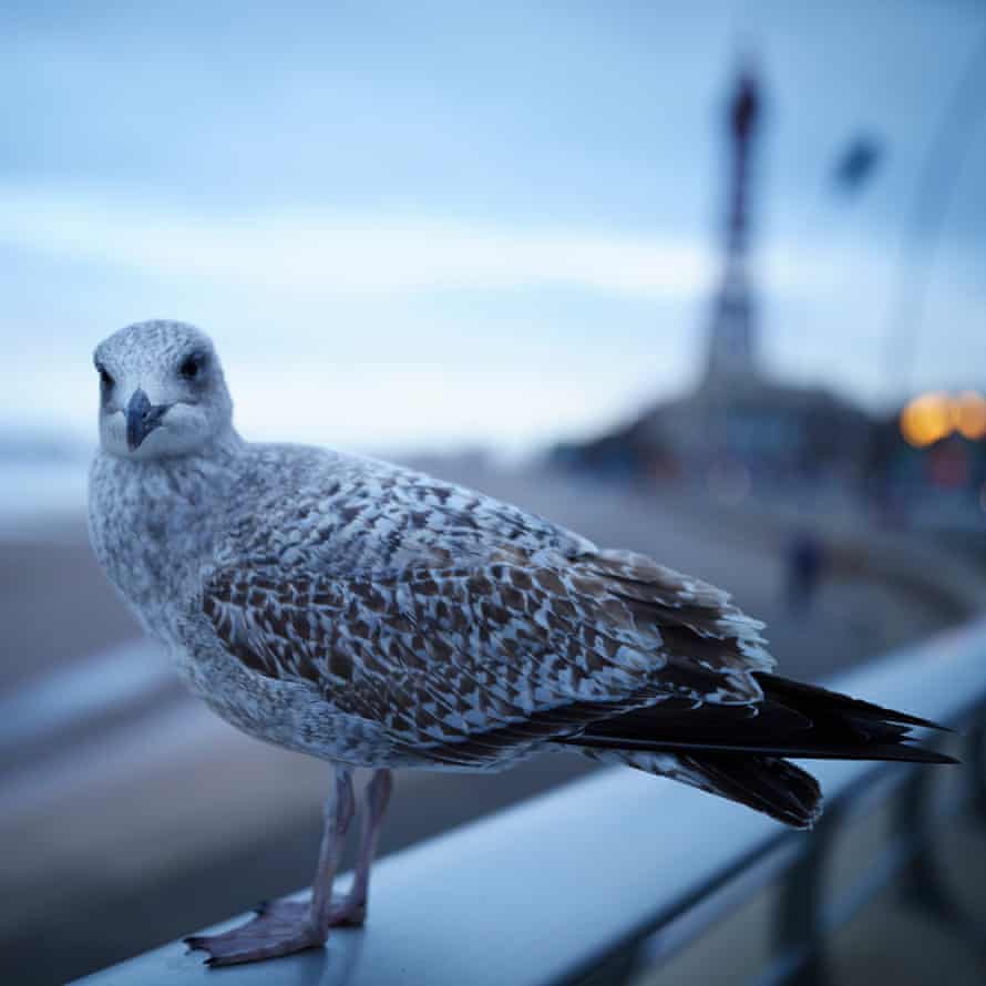 A gull with Blackpool Tower in the background
