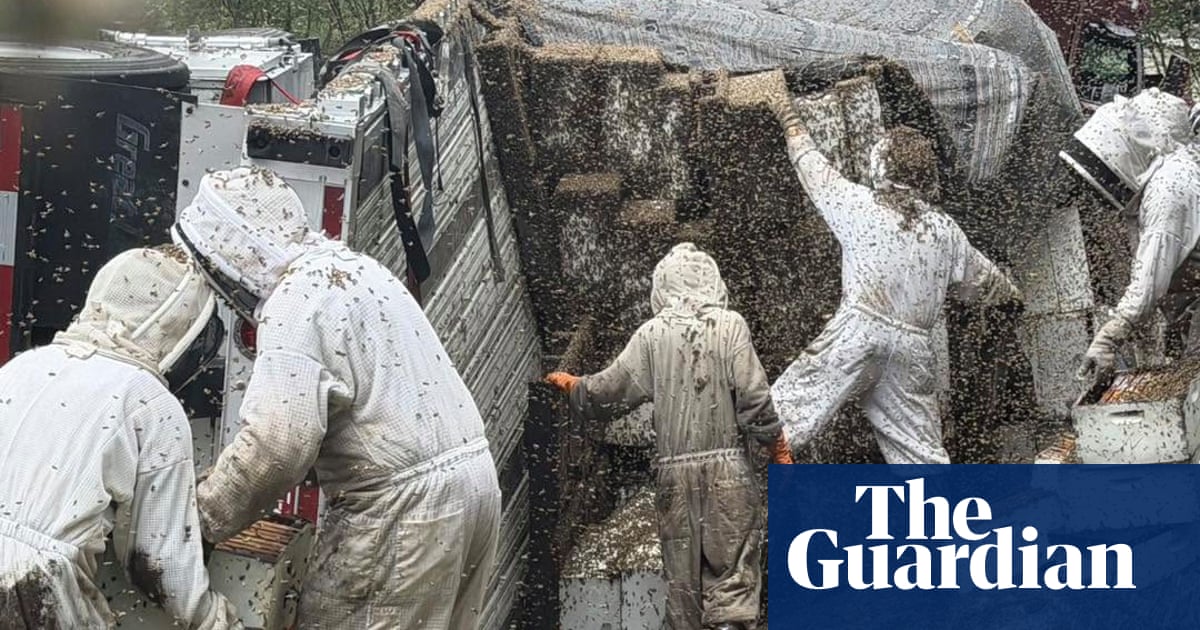 Two million bees escape after truck carrying hives overturns in Texas