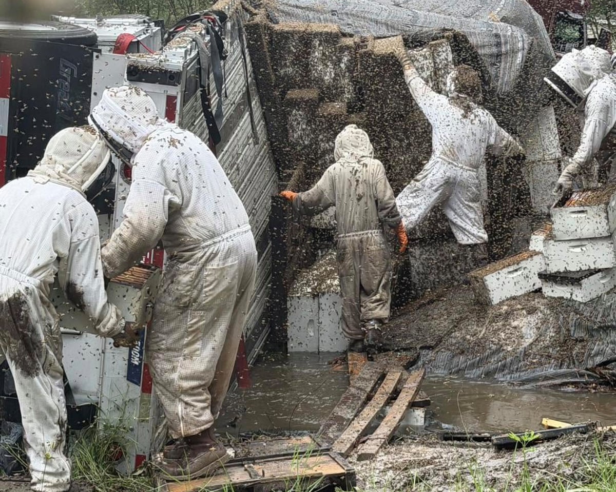 Two million bees escape after truck carrying hives overturns in Texas | Texas | The Guardian