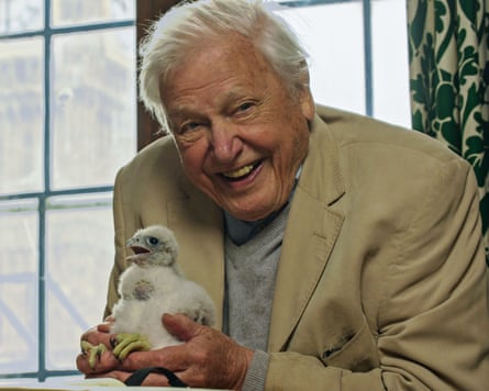 Attenborough with peregrine chick in the Houses of Parliament, in London.