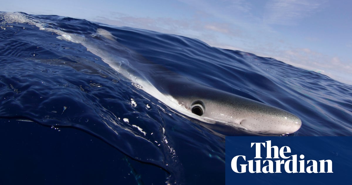 Planet Of The Apex Test Your Shark Knowledge With Our Fin Tastic Quiz Sharks The Guardian Planet Of The Apex Test Your Shark Knowledge With Our Fin Tastic Quiz Sharks The Guardian