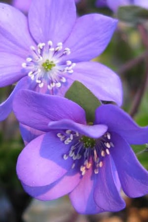 Hepatica transsilvanica (dark form)