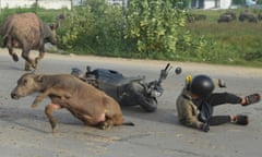 A man lies on the ground next to a motorcycle and a water buffalo as it gets to its feet