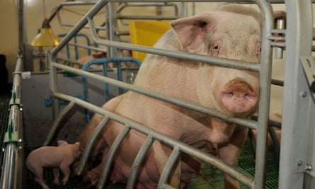 A pink pig is in a barred crate that seems to press on her from both sides. A piglet nurses between two of the bars as the sow is forced to look straight ahead.