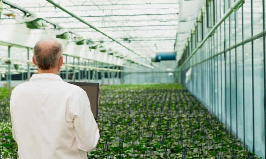 Scientist holding laptop examining plants in greenhouse