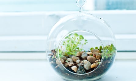 Monde miniature : succulentes dans un terrarium.