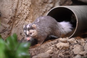 Um texugo ferret Formosan no zoológico de Taipei.